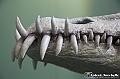 VBS_0974 - Dinosauri. Terra dei giganti